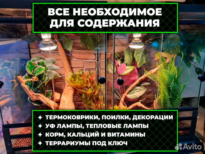 Водяная агама