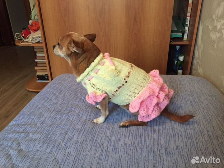 Одежда для собак и кошек