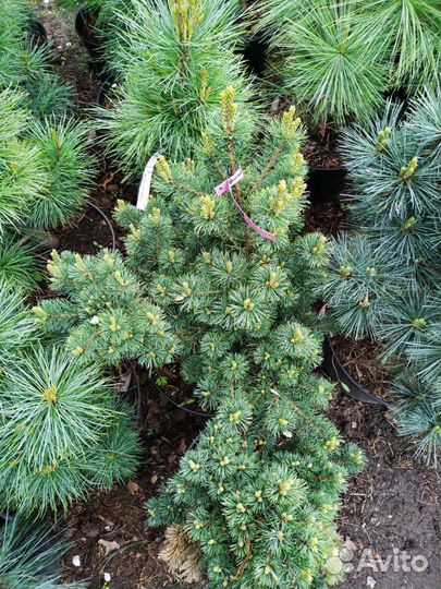 Сосна веймутова