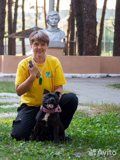 Дрессировка и обучение собак кинолог