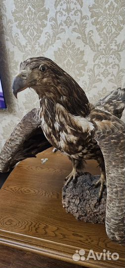 Имитация чучел животных