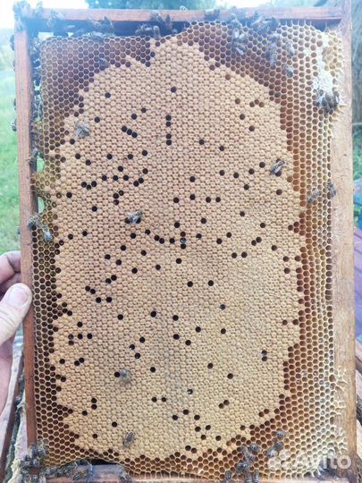 Пчелы пчелопакеты