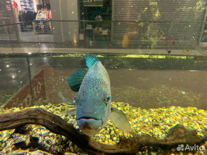 Цихлазома Парахромис Дови