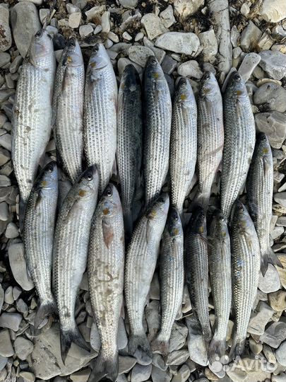 Рыба кефаль свежая