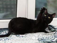 Молоденькая кошечка Чили, 2 года