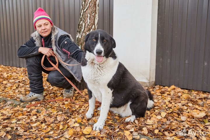 Собака Зара в добрые руки