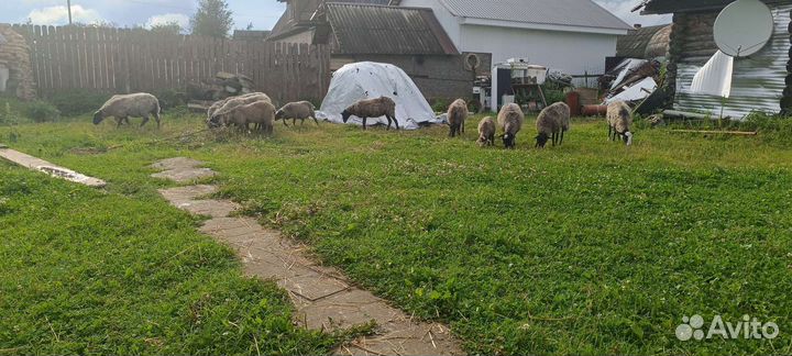 Животные. Бараны, овцы, куры, коровы