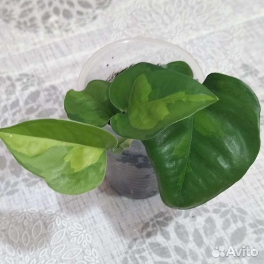 Сциндапсус Мунлайт и другие сорта