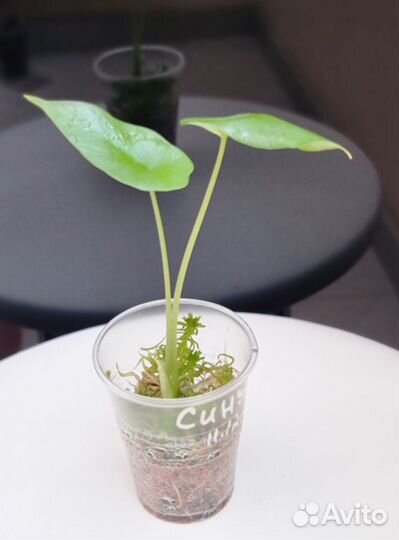 Алоказия Синуата (Alocasia Sinuata), Мело, Полли