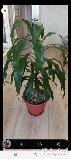 Толстянка,декабристы