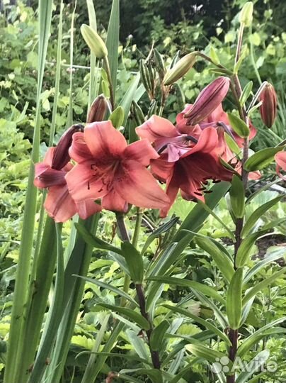 Лилия сортовая