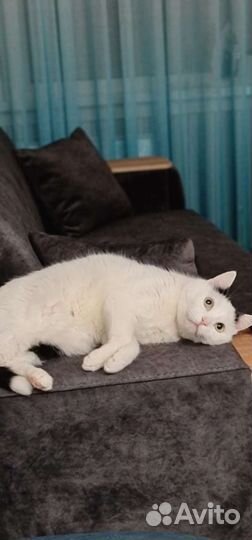 Котик в дар