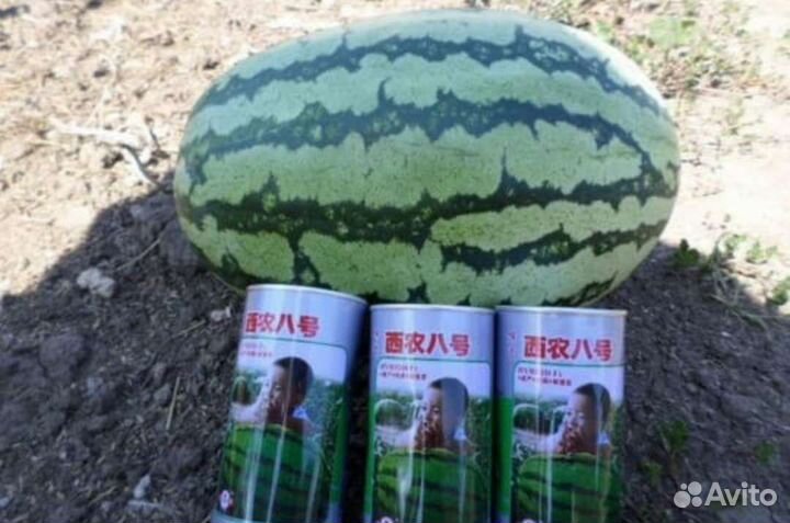 Семена арбуза Мальчик F1