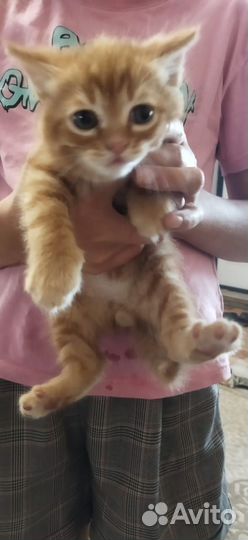 Отдам в добрые руки