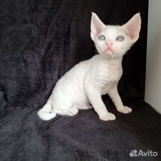 Котята девон-рекс