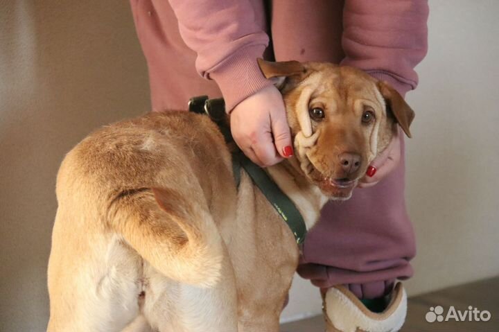 Шарпей Иветта