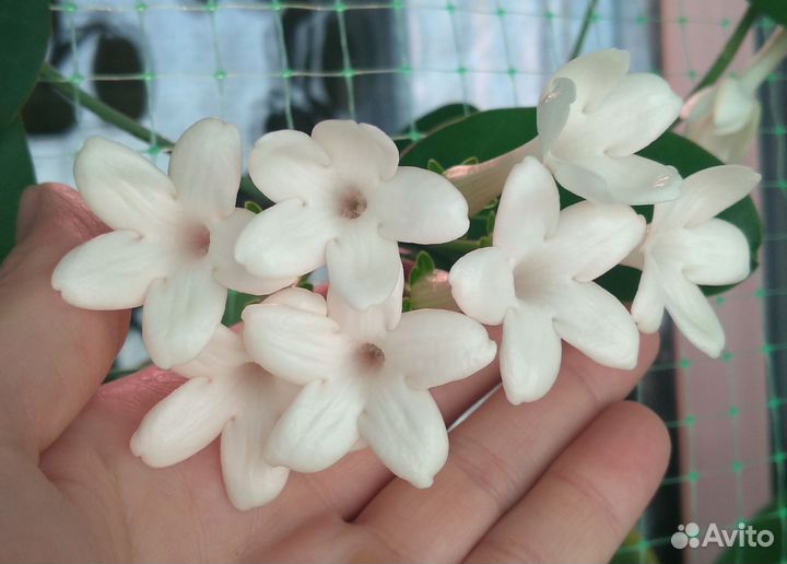 Стефанотис, лантана