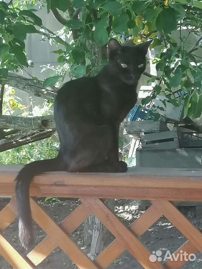 Кошка в дар бесплатно