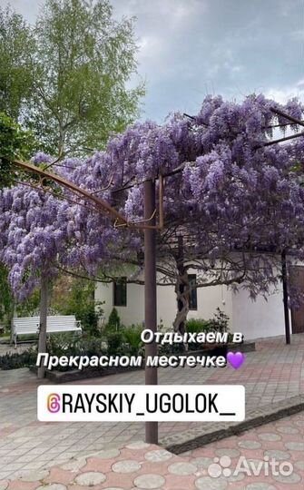 Глициния блю мун