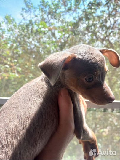 Той-терьер щенки