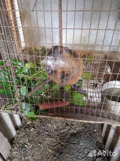 Нутрия самец