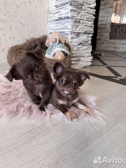 Чихуахуа мальчики
