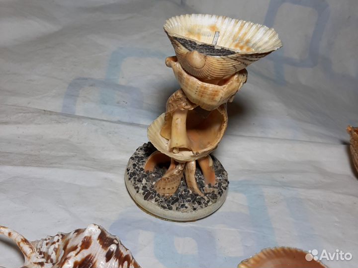 Ракушки для аквариума