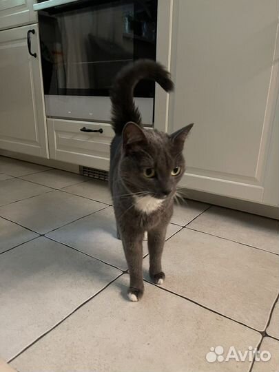 Найдена кошка