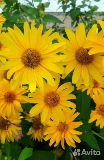 Цветы Рудбекия ромашка жёлтая