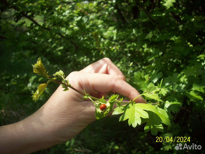 Цифровые фотоаппараты мыльницы y2k винтаж