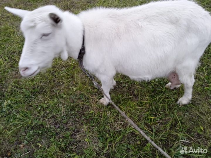 Зааненская коза дойная