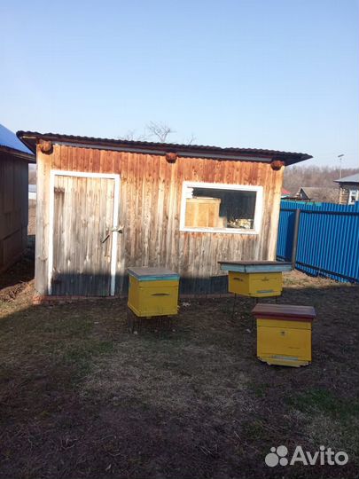 Пчелы улья пасека