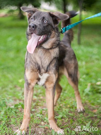 Собака-компаньон ищет семью