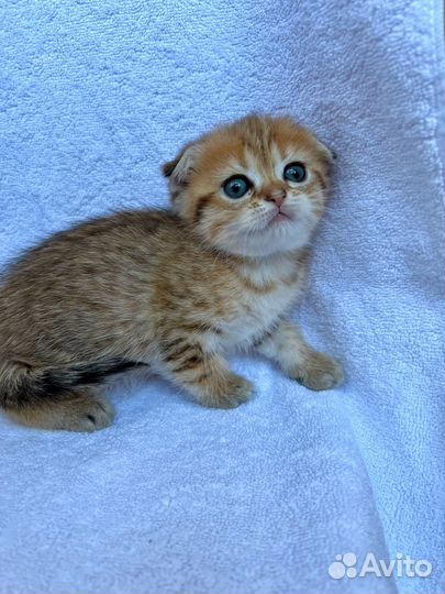 Шотландские котята