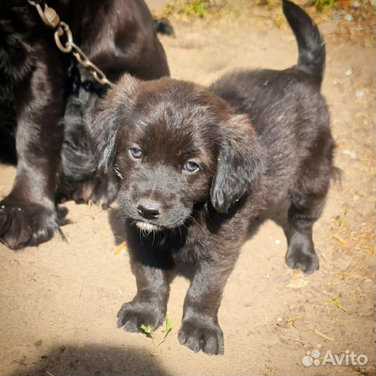 Щенки в добрые руки
