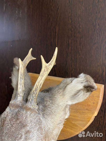 Чучело головы косули