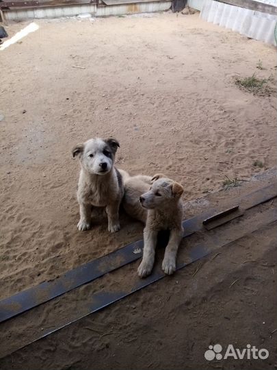 Собака в добрые руки отдам бесплатно
