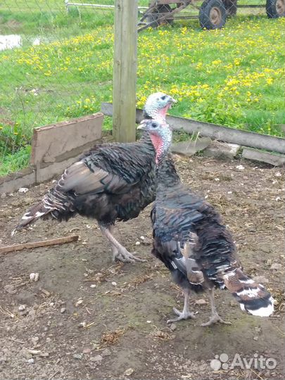Индюки домашние