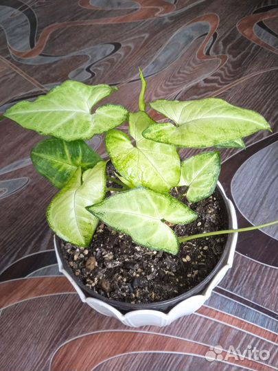 Сингониумы и др. Комнатные цветы