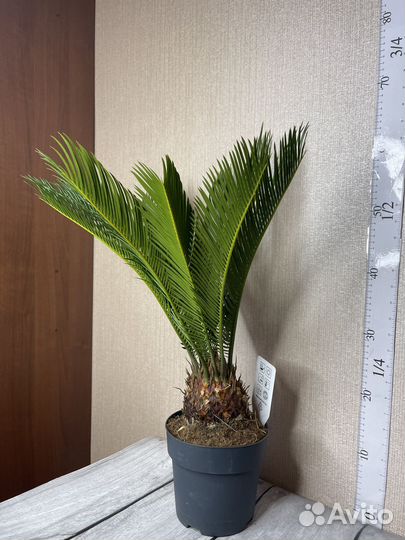Пальма Цикас революта комнатные цветы