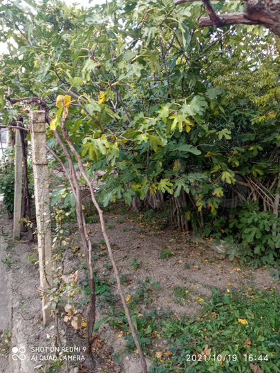 Дом 29,4 м² на участке 15 сот.