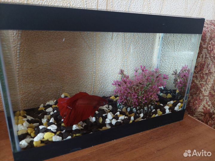 Рыбка с аквариумом