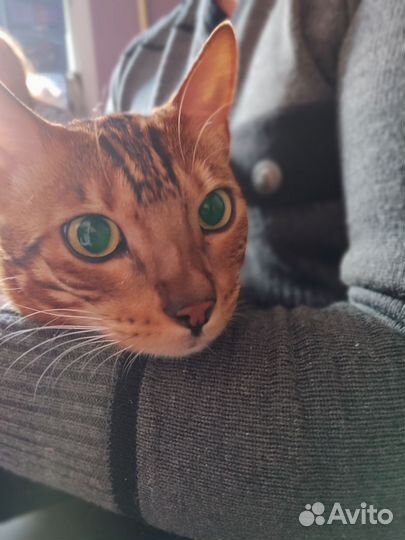 Бенгальский кот