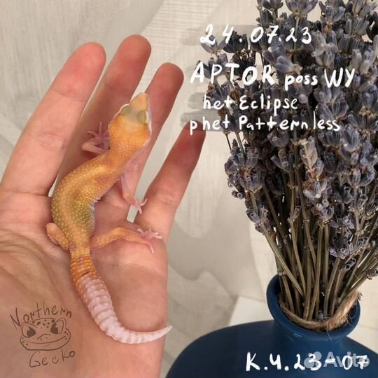 Малыши эублефара