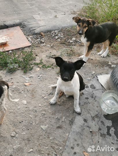 Щенок в добрые руки