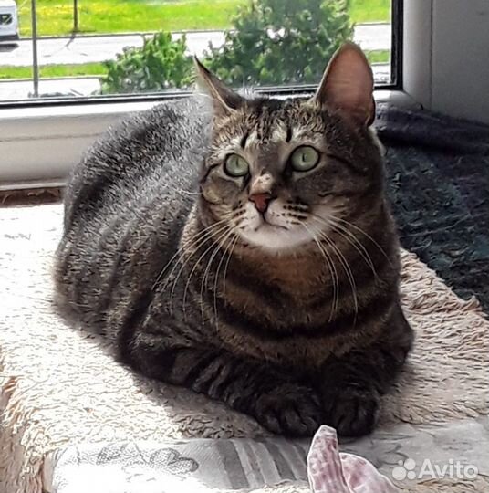 Кошечка «Обнимашечка-Целовашечка» в дар в добрые р