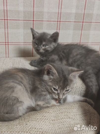 Котята