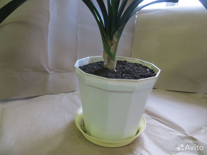 Комнатные цветы кливия излишки