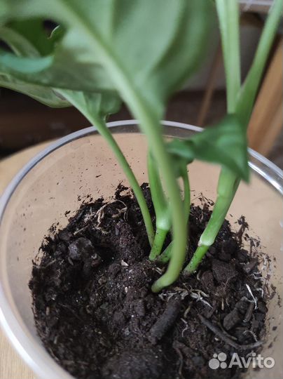 Монстера Манки,филодендрон,кротон