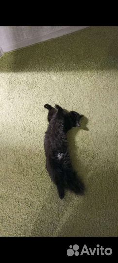 Ковёр палас